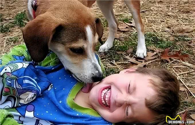 狗狗的舌头舔人很脏?别嫌弃,原来它舔人有这么多好处!