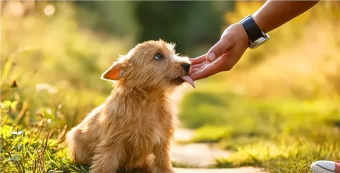 狗狗的舌头舔人很脏?别嫌弃,原来它舔人有这么多好处!