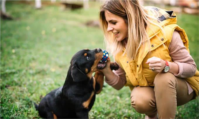 这4种护卫犬,堪称最勇猛的狗狗,罗威纳犬上榜