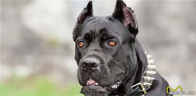 这4种护卫犬,堪称最勇猛的狗狗,罗威纳犬上榜