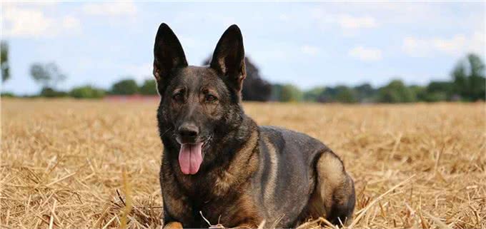 这4种护卫犬,堪称最勇猛的狗狗,罗威纳犬上榜