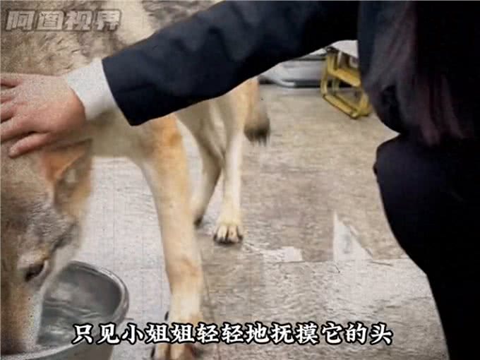 獒王圣体,让猛犬都一秒认怂—大型犬