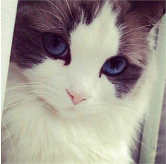 它们和猫界颜值担当的布偶猫是近亲,却活成了这样