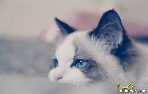 它们和猫界颜值担当的布偶猫是近亲,却活成了这样