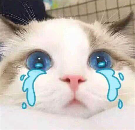 它们和猫界颜值担当的布偶猫是近亲,却活成了这样