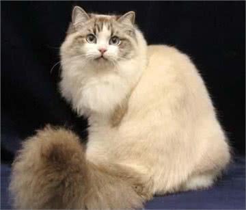 它们和猫界颜值担当的布偶猫是近亲,却活成了这样