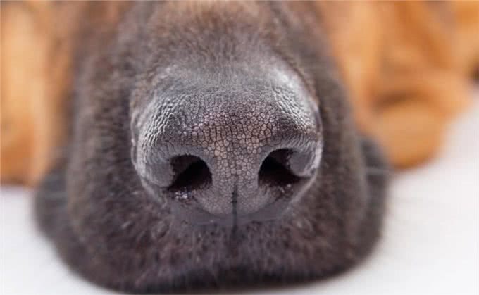 狗子也会上火?盘点狗子那些上火的表现