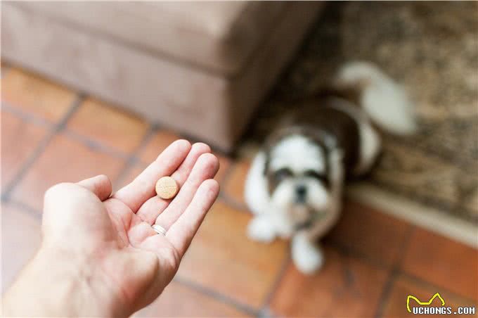 狗子也会上火?盘点狗子那些上火的表现