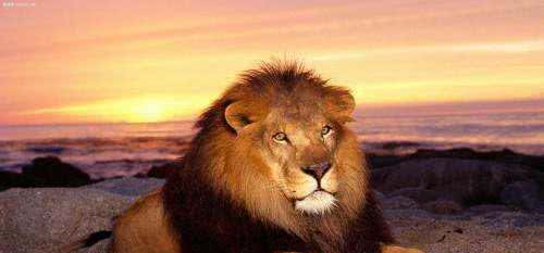 宠物主食如何挑选,这里面有大学问