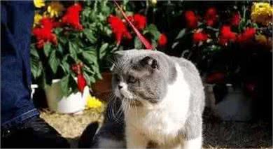 宠物主食如何挑选,这里面有大学问