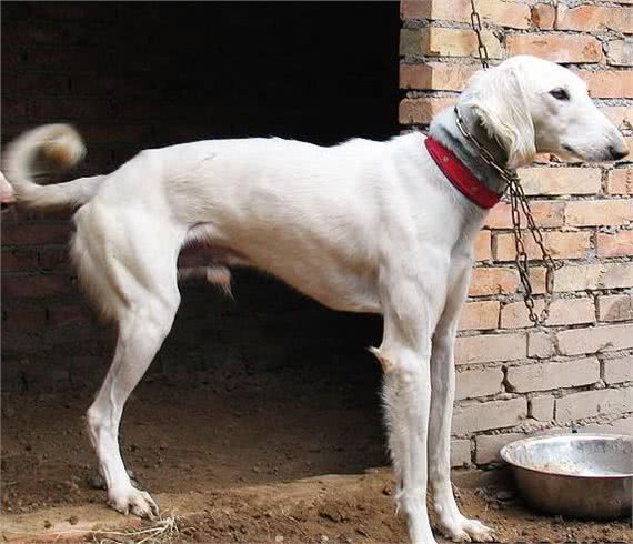 细犬—中国地方犬种起源