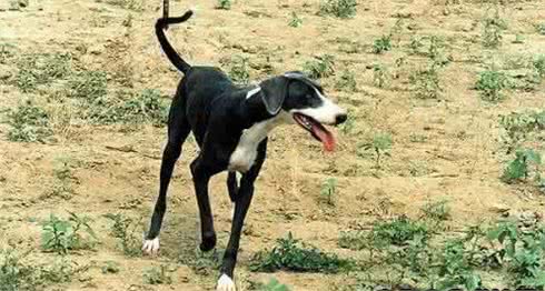 细犬—中国地方犬种起源