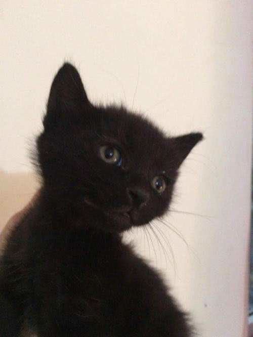 每日一猫(第十六篇)孟买猫