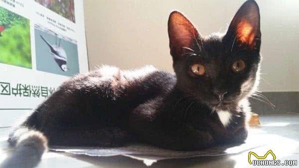 每日一猫(第十六篇)孟买猫