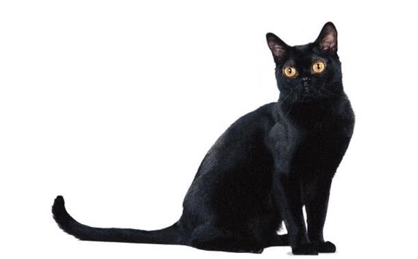 每日一猫(第十六篇)孟买猫