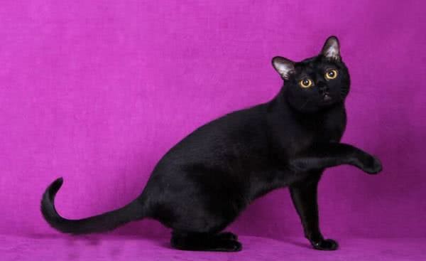 每日一猫(第十六篇)孟买猫