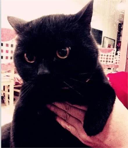 每日一猫(第十六篇)孟买猫