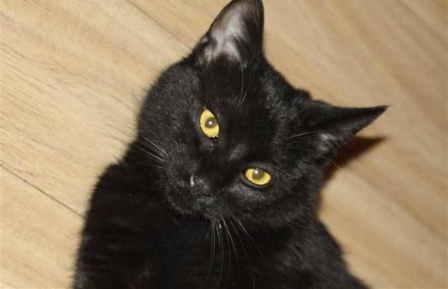 每日一猫(第十六篇)孟买猫