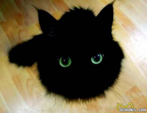 每日一猫(第十六篇)孟买猫