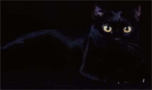 每日一猫(第十六篇)孟买猫