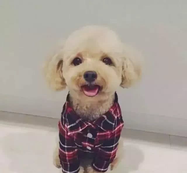 如何缓解狗狗紧张焦虑的情绪?