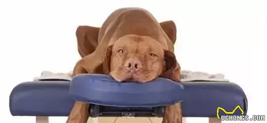 如何缓解狗狗紧张焦虑的情绪?