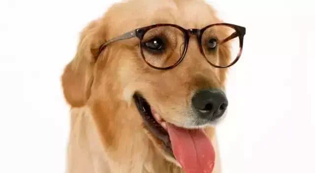 如何缓解狗狗紧张焦虑的情绪?