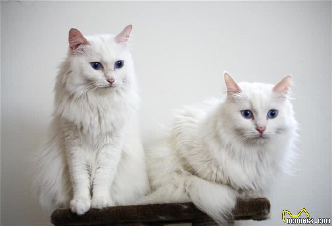 土耳其安哥拉猫