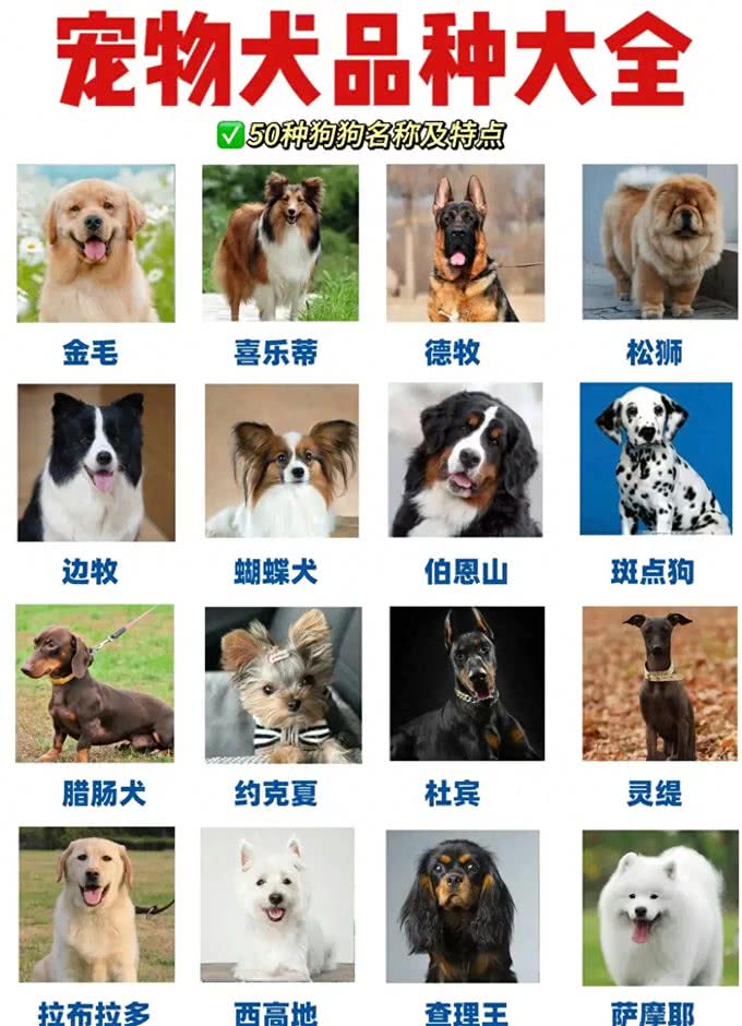 养狗人的反思!5种曾被誉为最佳选择的狗狗,今天还能入选吗?