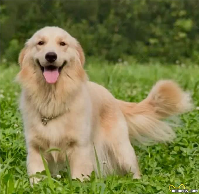 养狗人的反思!5种曾被誉为最佳选择的狗狗,今天还能入选吗?