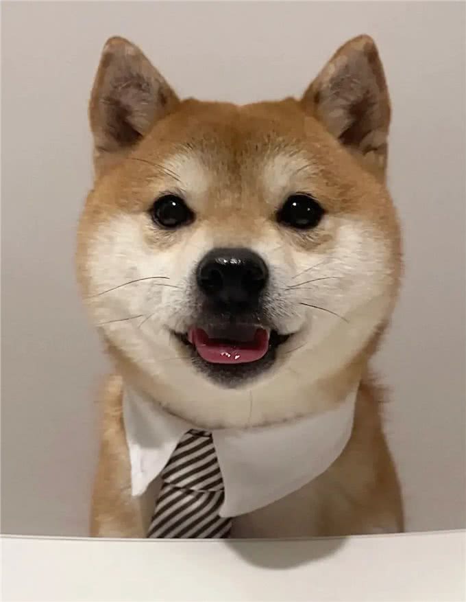 养狗人的反思!5种曾被誉为最佳选择的狗狗,今天还能入选吗?