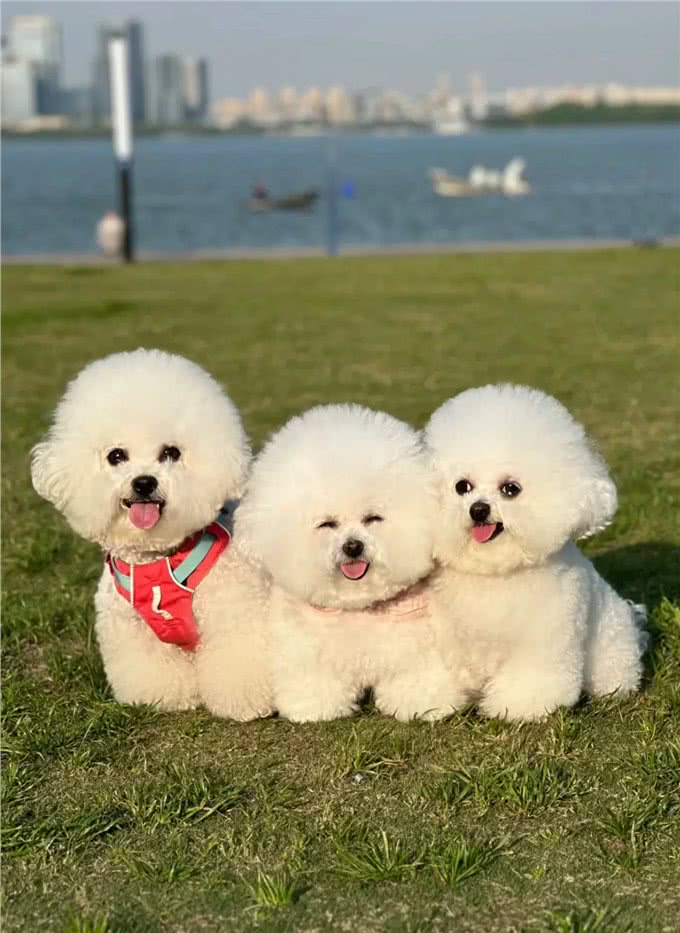 养狗人的反思!5种曾被誉为最佳选择的狗狗,今天还能入选吗?