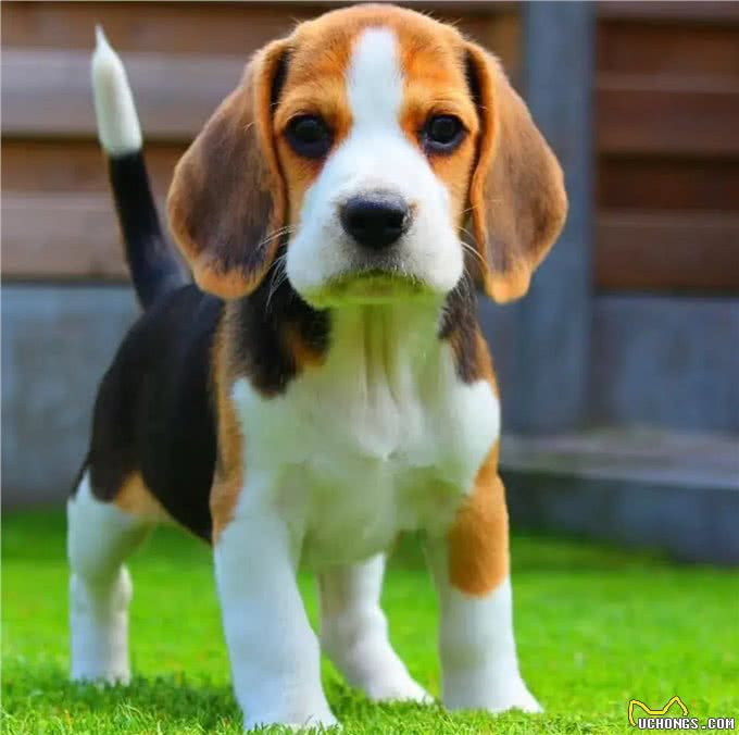 养狗人的反思!5种曾被誉为最佳选择的狗狗,今天还能入选吗?