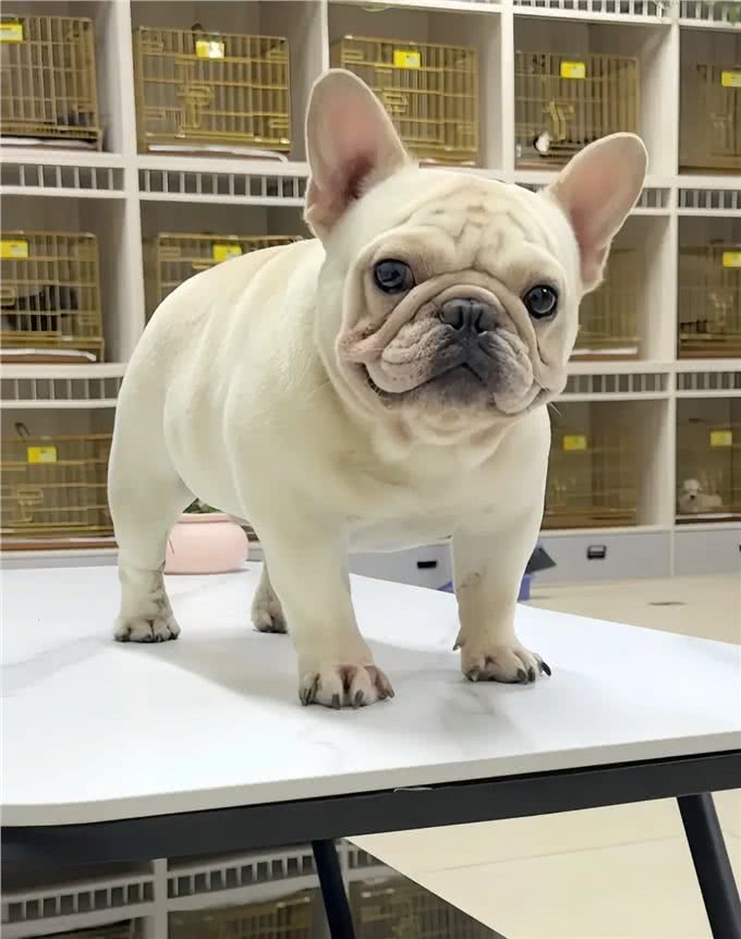 养狗人的反思!5种曾被誉为最佳选择的狗狗,今天还能入选吗?