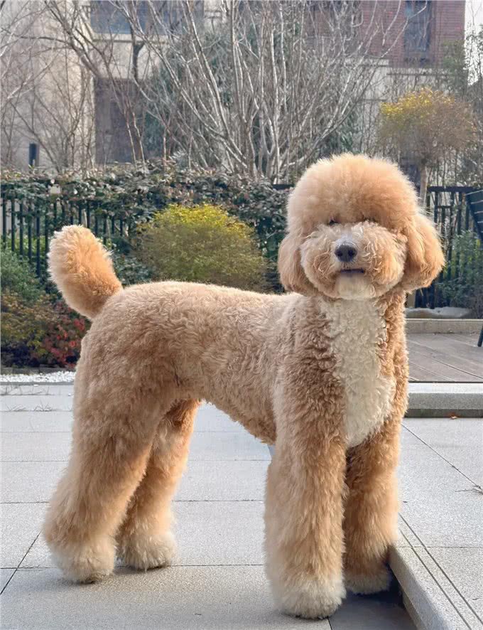 养狗人的反思!5种曾被誉为最佳选择的狗狗,今天还能入选吗?