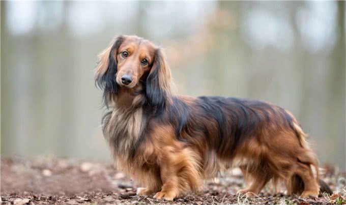 长身短腿的腊肠犬为何养的人这么少?这6点也许是原因