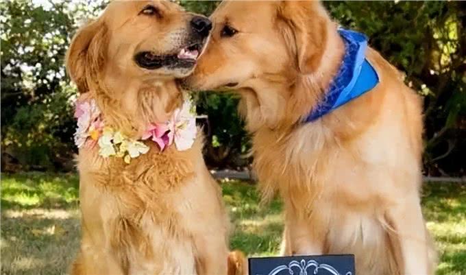 狗为何有时半夜会对着门口狂吠?难道真看到了不干净的东西?