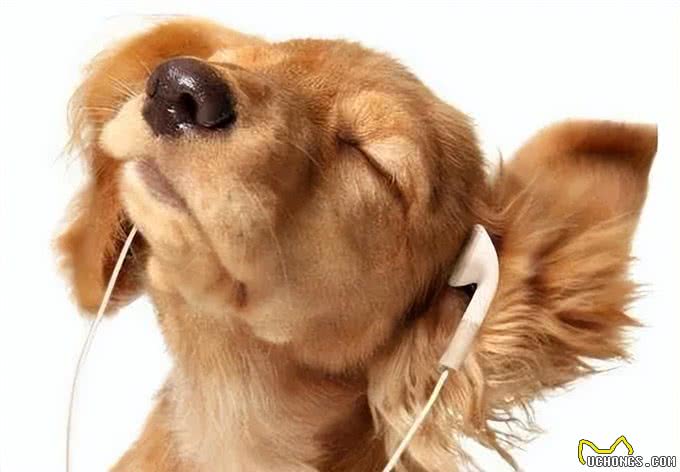 狗为何有时半夜会对着门口狂吠?难道真看到了不干净的东西?