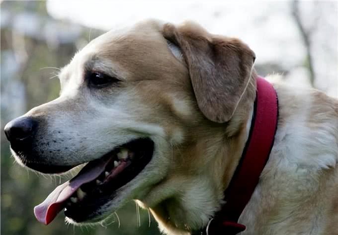 狗为何有时半夜会对着门口狂吠?难道真看到了不干净的东西?