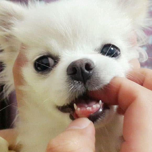 你知道如何轻松又安全的度过狗狗的换牙期吗?