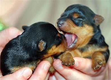 你知道如何轻松又安全的度过狗狗的换牙期吗?