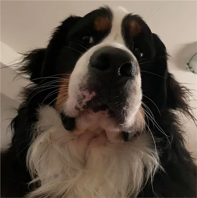 伯恩山犬重116斤却爱撒娇跟主人十指紧扣,简直又暖又困扰…