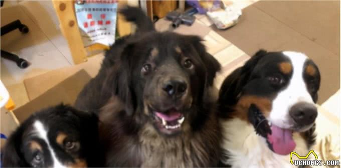伯恩山犬重116斤却爱撒娇跟主人十指紧扣,简直又暖又困扰…