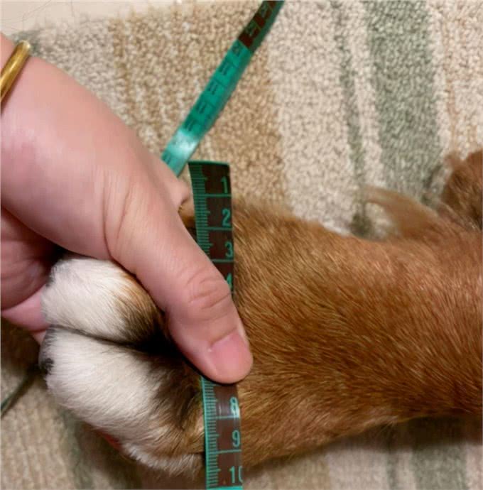 伯恩山犬重116斤却爱撒娇跟主人十指紧扣,简直又暖又困扰…