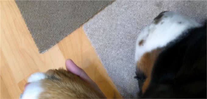 伯恩山犬重116斤却爱撒娇跟主人十指紧扣,简直又暖又困扰…