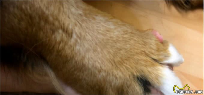 伯恩山犬重116斤却爱撒娇跟主人十指紧扣,简直又暖又困扰…