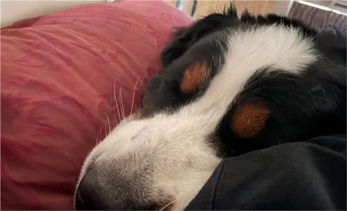 伯恩山犬重116斤却爱撒娇跟主人十指紧扣,简直又暖又困扰…