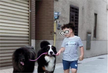 伯恩山犬重116斤却爱撒娇跟主人十指紧扣,简直又暖又困扰…