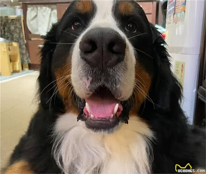 伯恩山犬重116斤却爱撒娇跟主人十指紧扣,简直又暖又困扰…