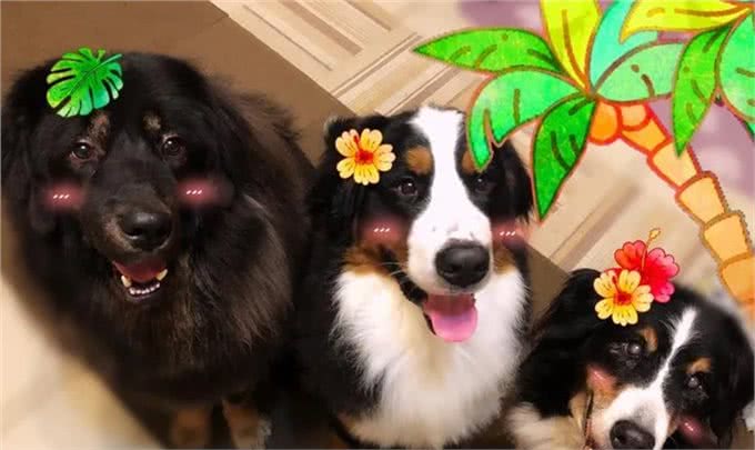 伯恩山犬重116斤却爱撒娇跟主人十指紧扣,简直又暖又困扰…